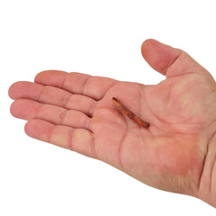 Gulp! Alive! Fat Floating Trout Worm