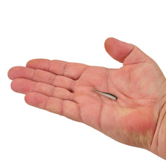 Gulp! Alive! Minnow
