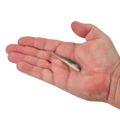 Gulp! Alive! Minnow