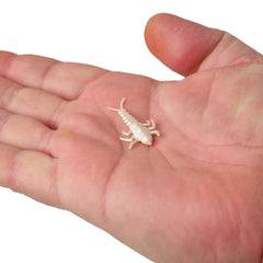 Gulp! Alive! Stonefly