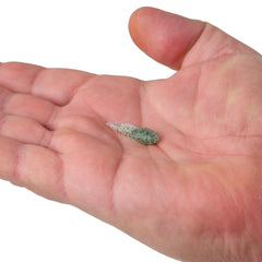 Gulp! Alive! Tadpole