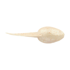 Gulp! Alive! Tadpole