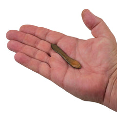 Gulp! Leech