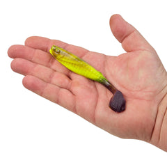 Gulp! Paddleshad