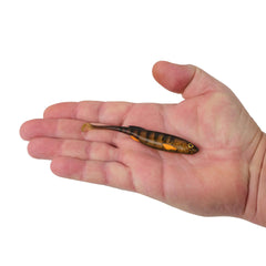 PowerBait Drip Swimmer