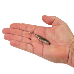 PowerBait Drip Swimmer