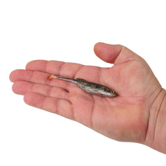 PowerBait Drip Swimmer