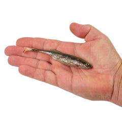 PowerBait Drip Swimmer