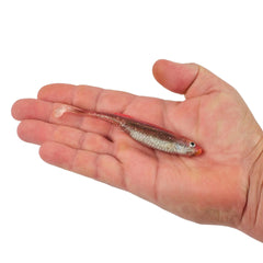 PowerBait Drip Swimmer