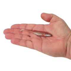 PowerBait Drip Swimmer