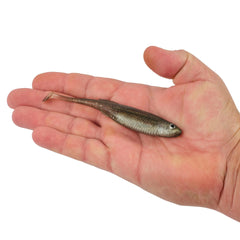PowerBait Drip Swimmer