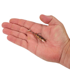 PowerBait Minnotator