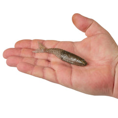 PowerBait PowerStinger