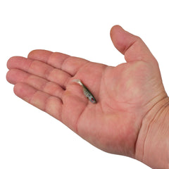 PowerBait Ripple Shad