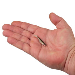 PowerBait Ripple Shad