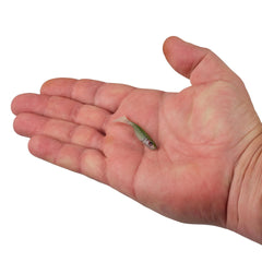 PowerBait Ripple Shad