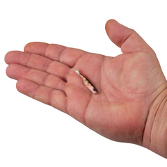 PowerBait Ripple Shad