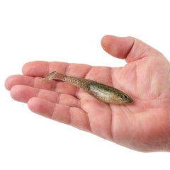 PowerBait Saltwater CullShad