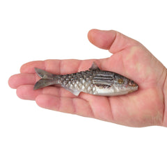 PowerBait Saltwater Gillydine