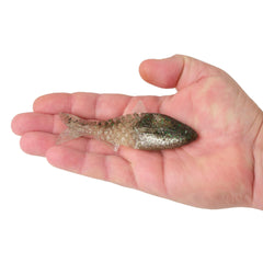 PowerBait Saltwater Gillydine