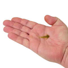 PowerBait Trilobite
