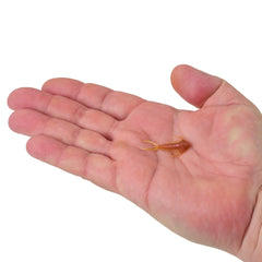 PowerBait Trilobite
