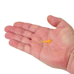 PowerBait Trilobite