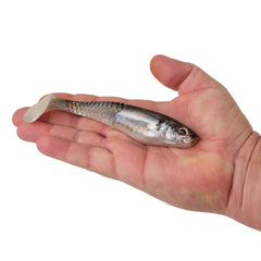 PowerBait Unrigged CullShad