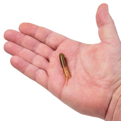 PowerBait Pre-Rigged Atomic Teasers