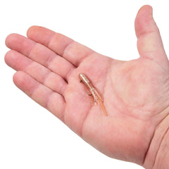 PowerBait Pre-Rigged Atomic Teasers