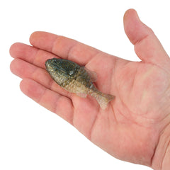 PowerBait Gilly