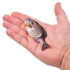 PowerBait Gilly