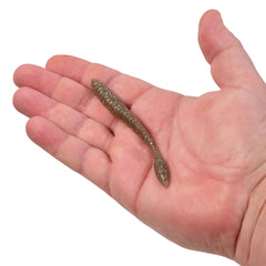 PowerBait MaxScent Flat Worm