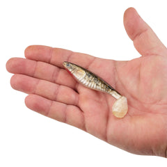 PowerBait The Champ Swimmer