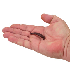 Gulp! Pinched Crawler
